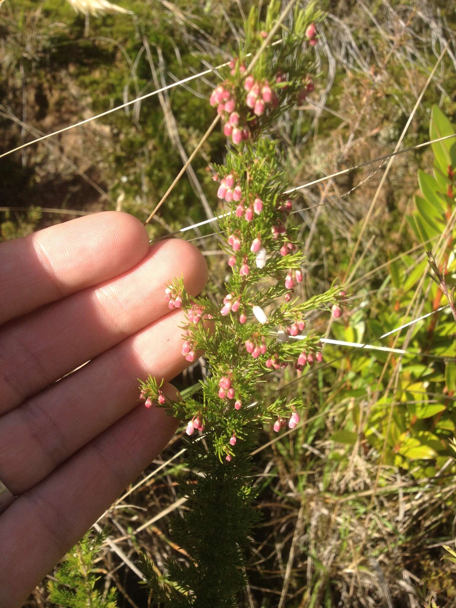 Image of Portuguese Heath