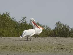 Image of Dalmatian Pelican