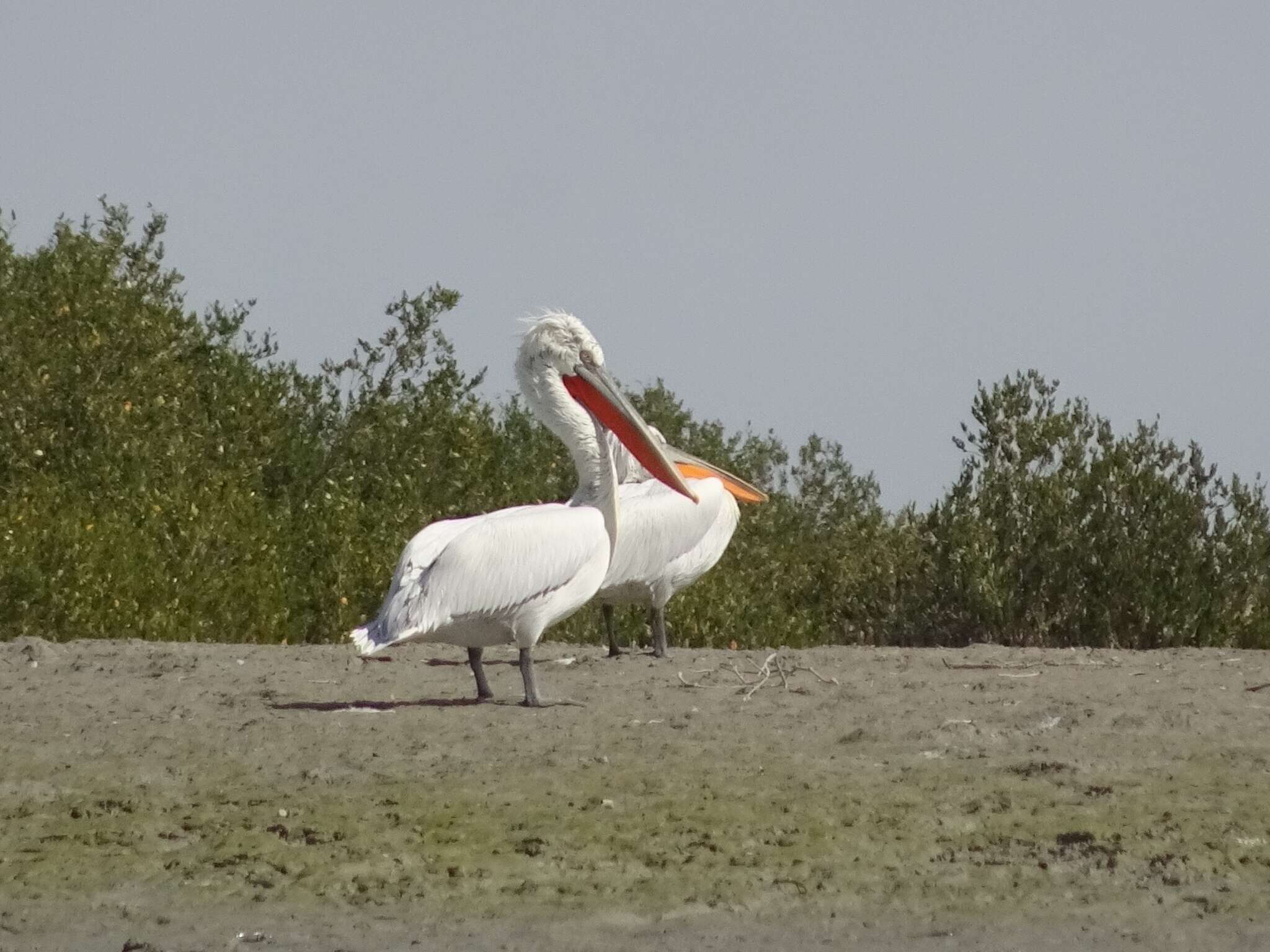 Image of Dalmatian Pelican