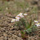 Image of Zaluzianskya crocea Schltr.