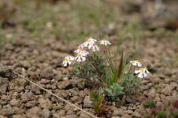 Image of Zaluzianskya crocea Schltr.