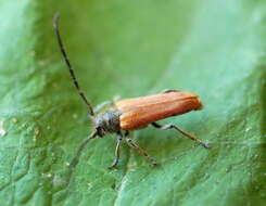 Слика од Phytoecia (Fulgophytoecia) pilosicollis Holzschuh 1981