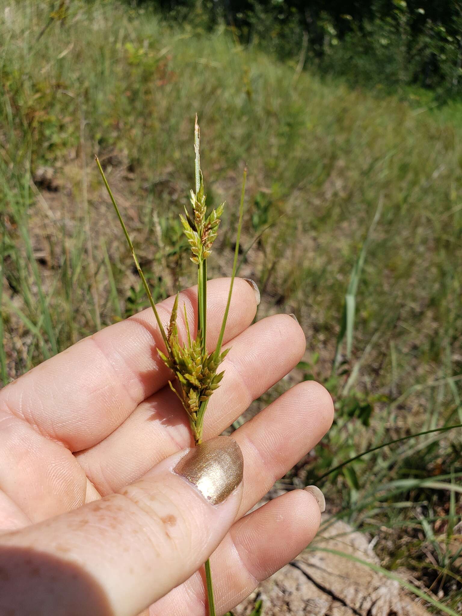 Image of Sand Flat Sedge