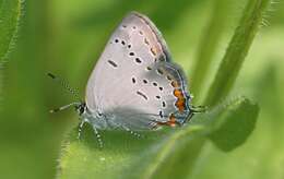 Image of Acadian Hairstreak