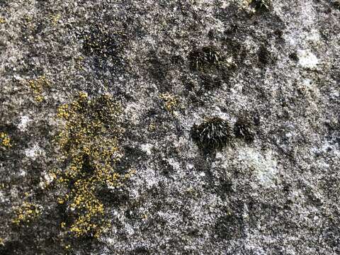 Image of grimmia dry rock moss