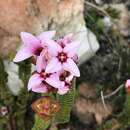 Image of Sonderothamnus speciosus (Sond.) Dahlgr.