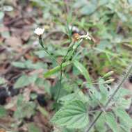 Imagem de Acourtia nudicaulis (A. Gray) B. L. Turner