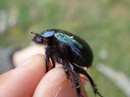 Слика од Geotrupes stercorarius (Linnaeus 1758)