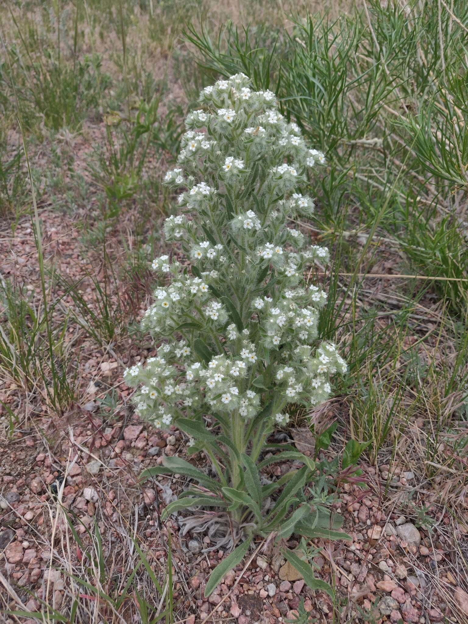 Image de Oreocarya thyrsiflora Greene