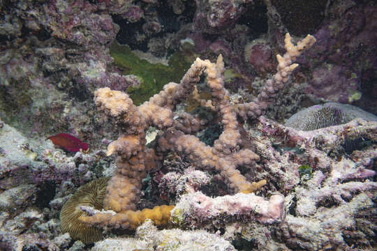 Image of hedgehog coral