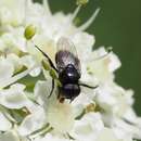 Image of Litophasia hyalipennis (Fallen 1815)