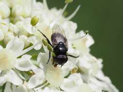 Image of Litophasia hyalipennis (Fallen 1815)