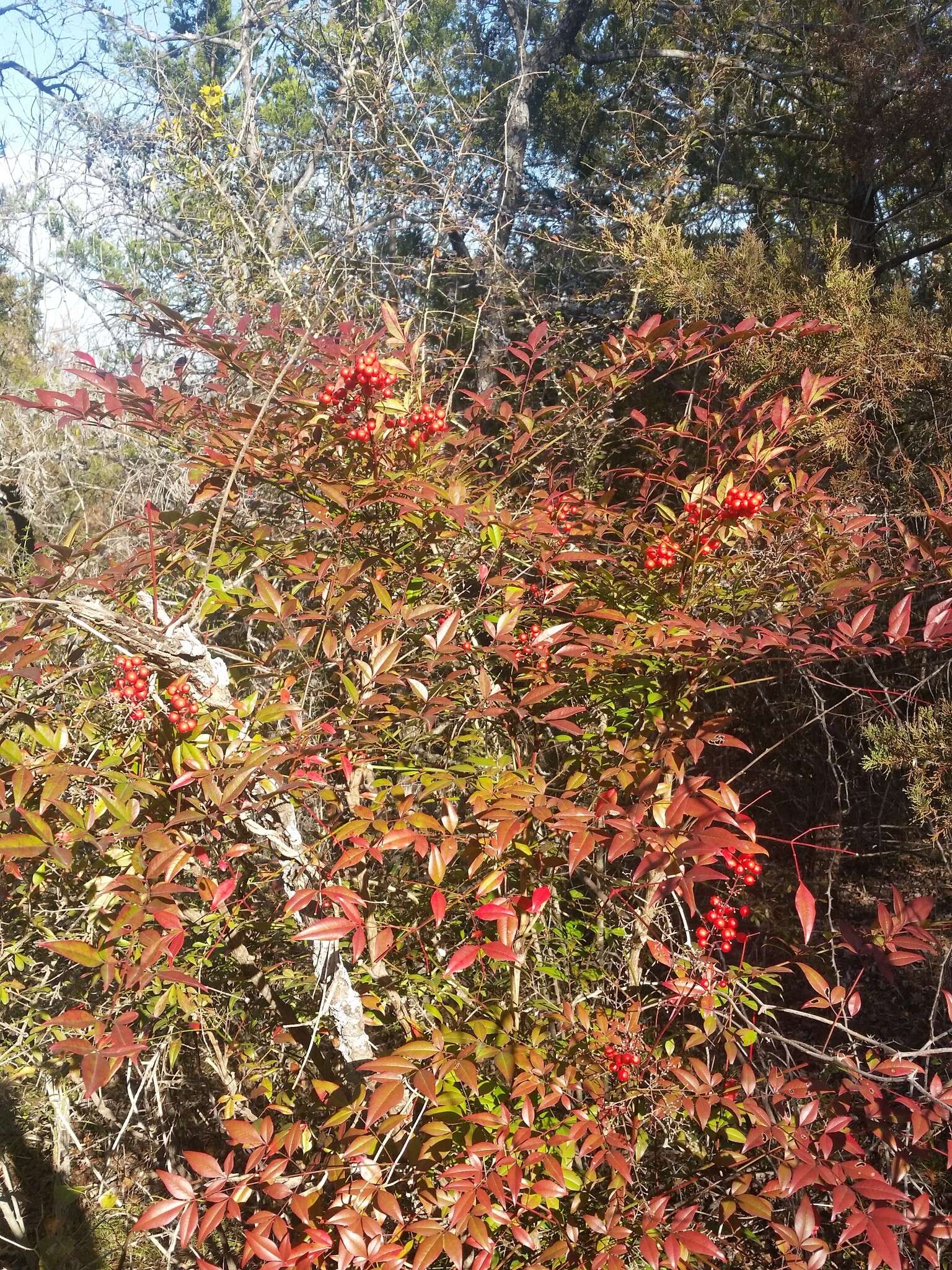 Image of nandina