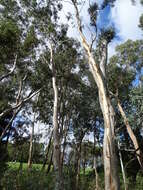 Image de Eucalyptus leucoxylon subsp. leucoxylon