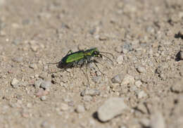 Image de Cicindela (Cicindela) denverensis Casey 1897