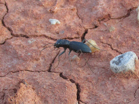 Imagem de Dromochorus pruininus Casey 1897