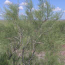 Image of Tamarix gracilis Willd.