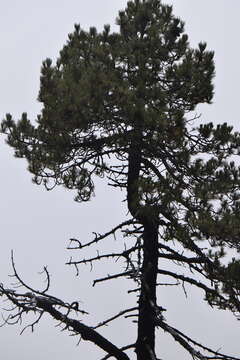 Image of Hartweg's Pine