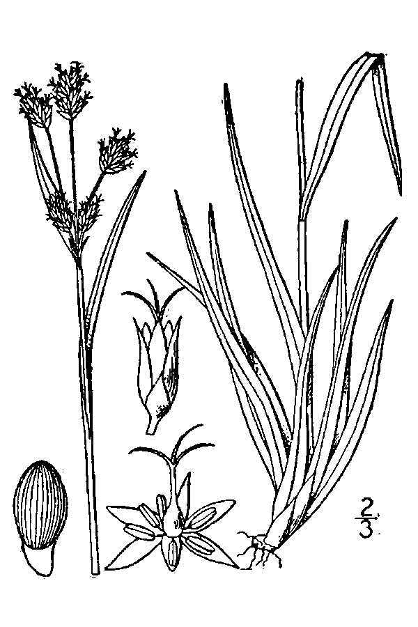 Luzula campestris (rights holder: "<a href=""http://www.knps.org"">Kentucky Native Plant Society</a>. Scanned by <a href=""http://www.omnitekinc.com/"">Omnitek Inc</a>.")