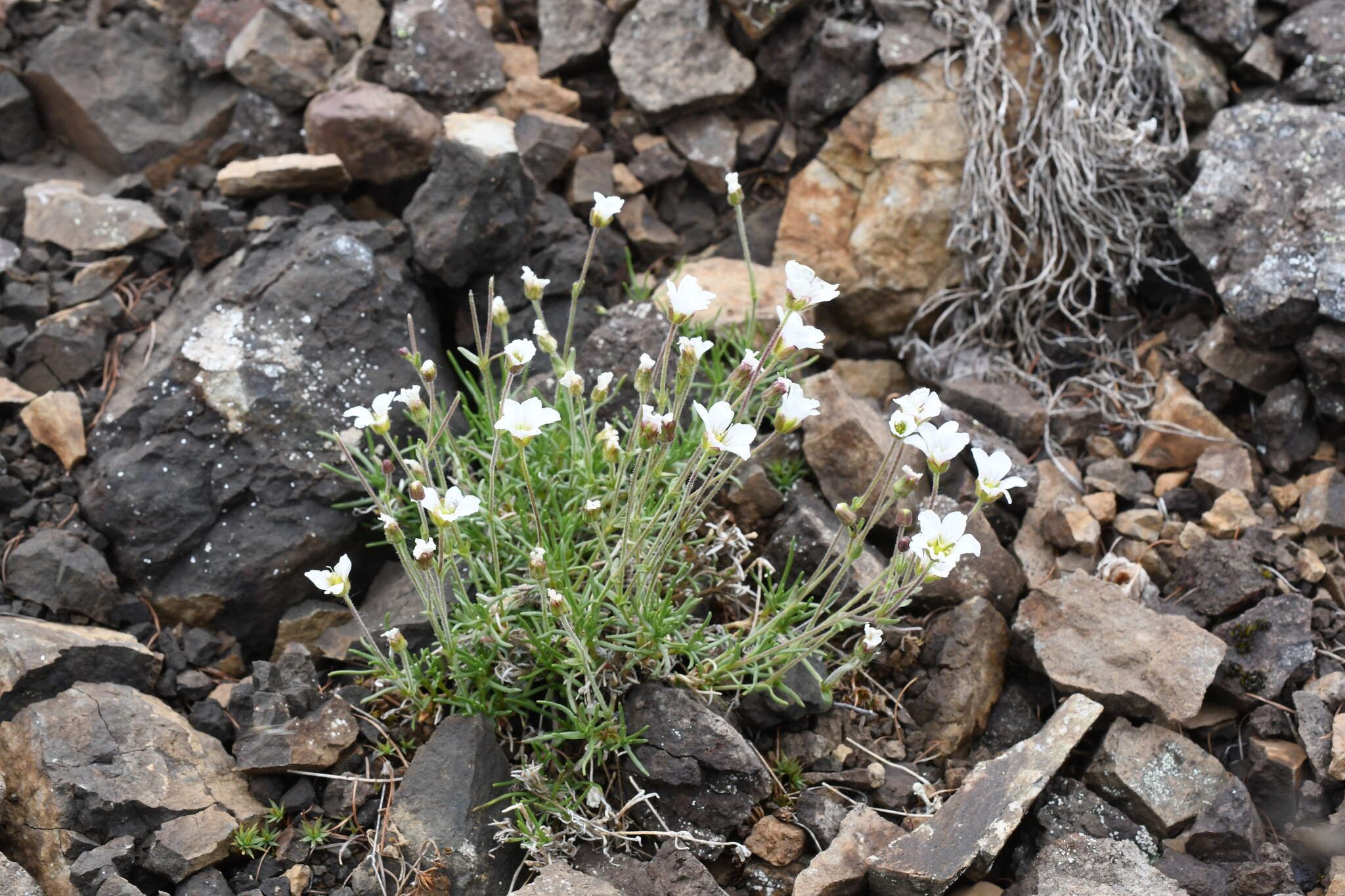 Plancia ëd Cherleria arctica (Steven ex Ser.) A. J. Moore & Dillenb.