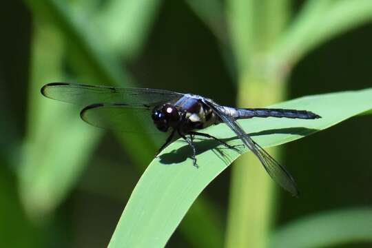 Image of Bar-winged Skimmer