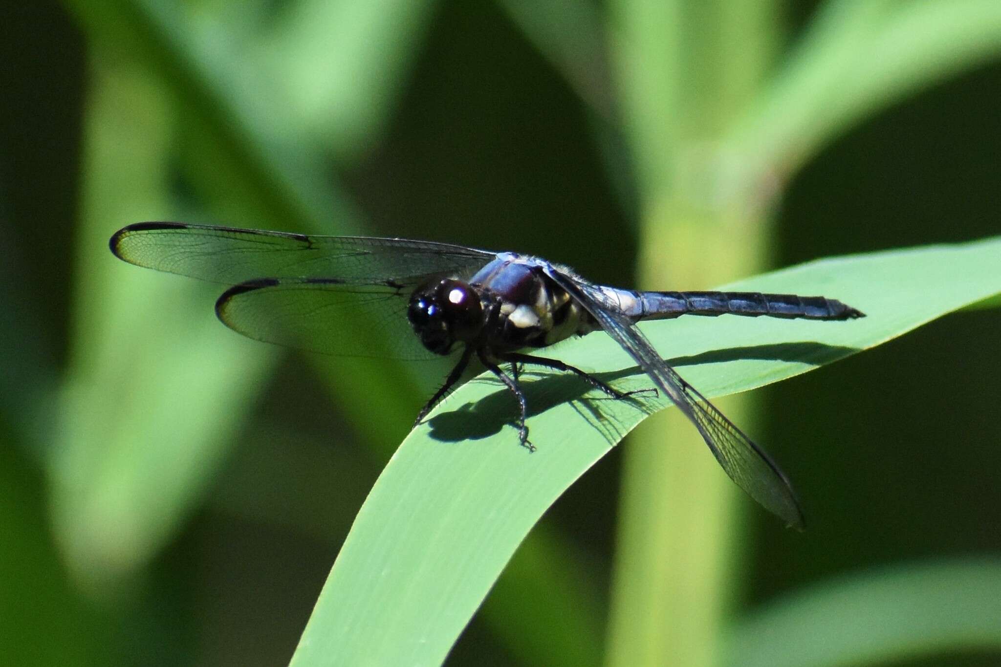 Image of Bar-winged Skimmer