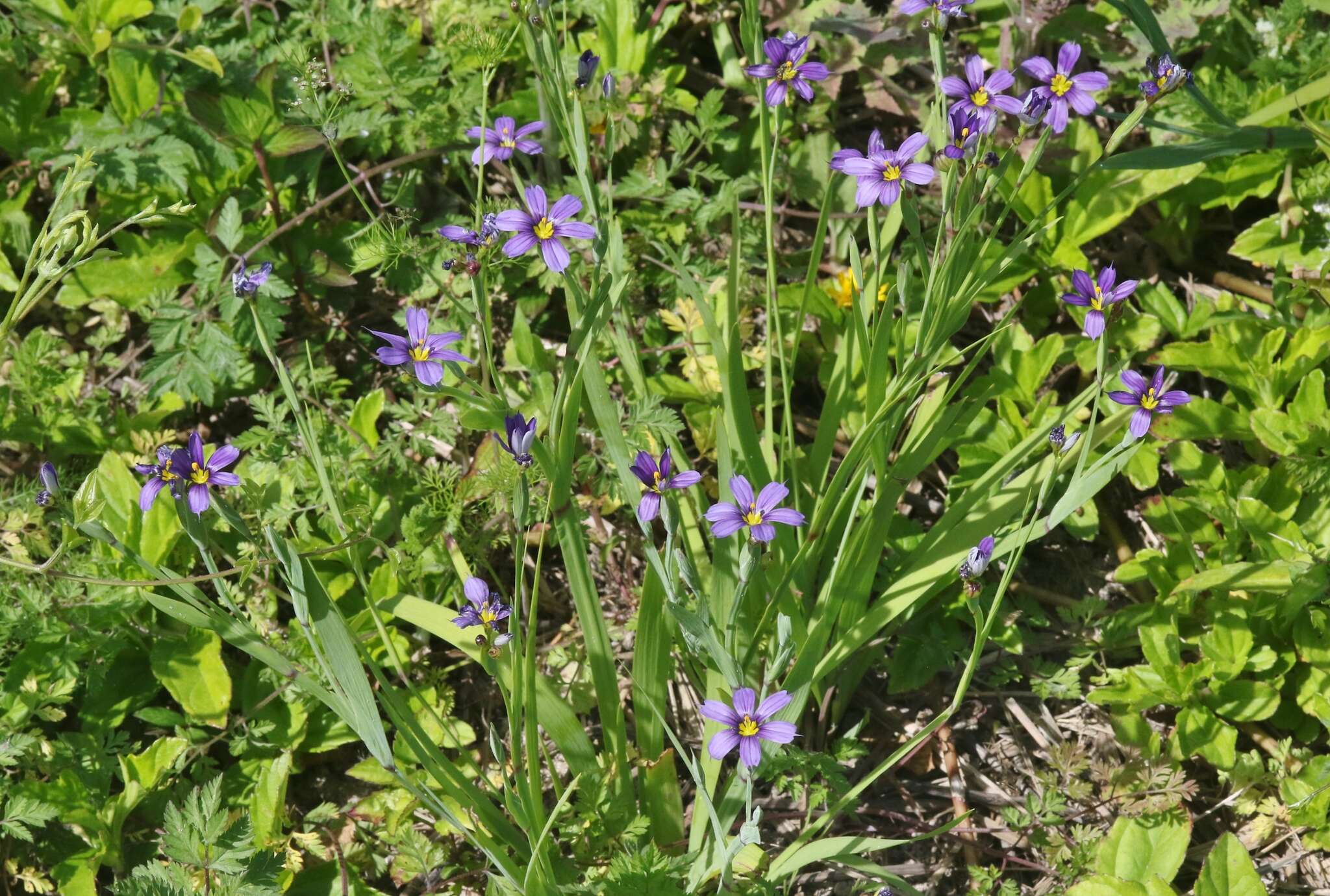 Sisyrinchium bermudiana L.的圖片