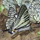 Imagem de <i>Graphium parus</i>