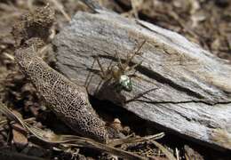 Image of Colaranea verutum (Urquhart 1887)