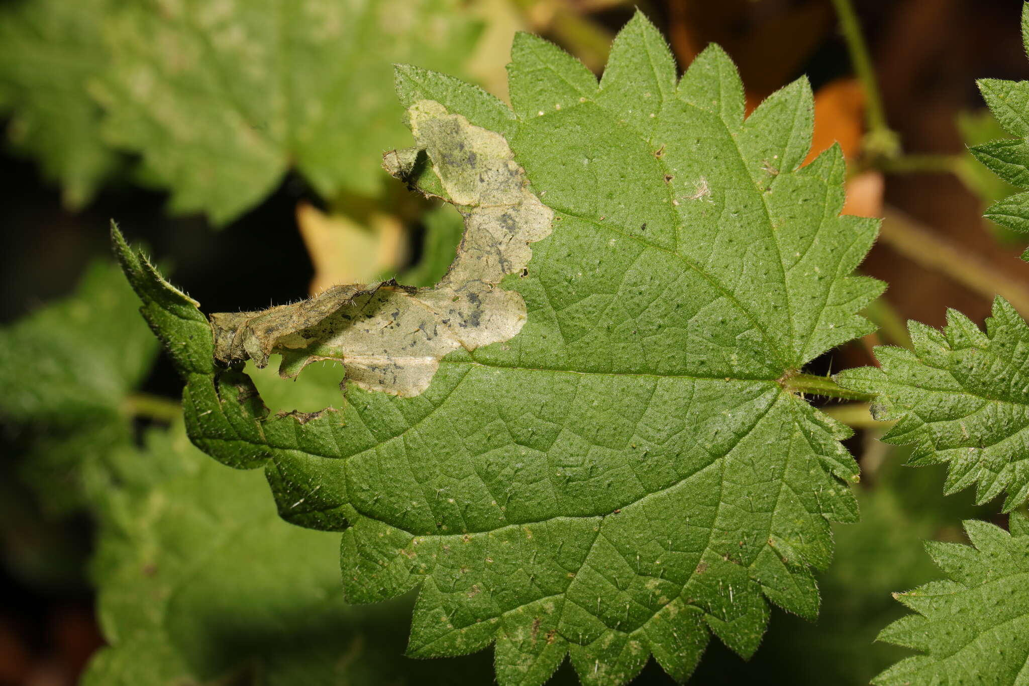 Image of Agromyza anthracina Meigen 1830