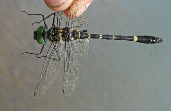 Image of Macromia manchurica Asahina 1964