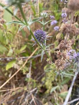 Imagem de Eryngium articulatum Hook.