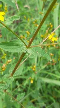 Plancia ëd Hypericum undulatum Schousboe ex Willd.