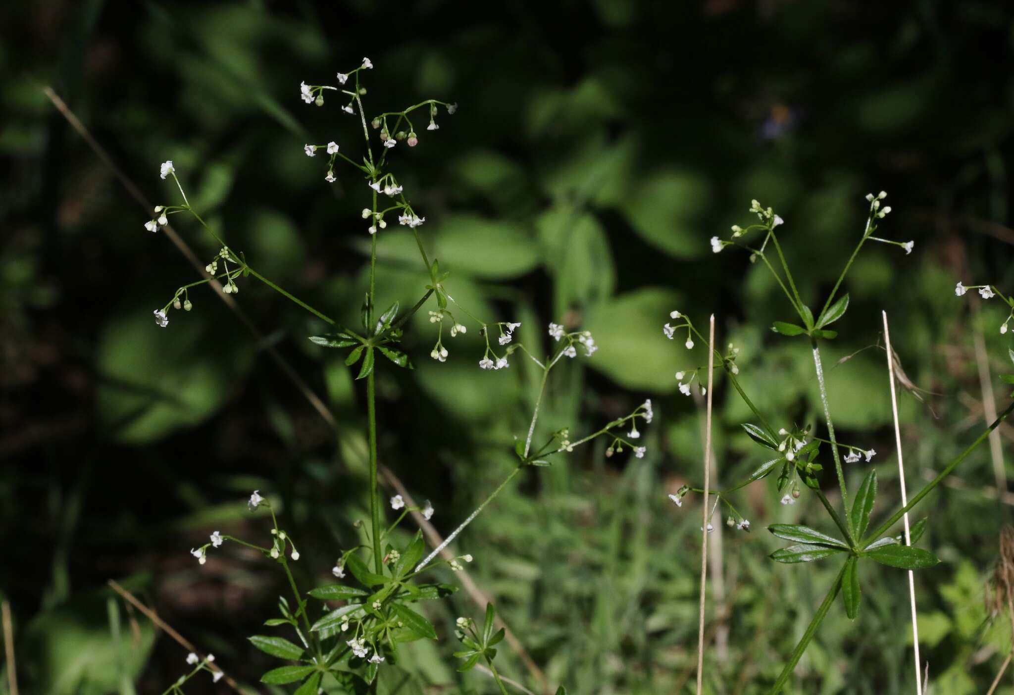 Galium mexicanum Kunth resmi