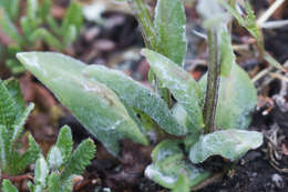 Image of fuscate groundsel