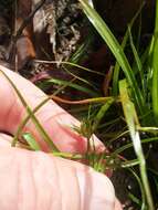 Juncus repens Michx. resmi