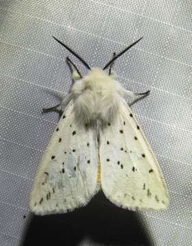 Image of white ermine