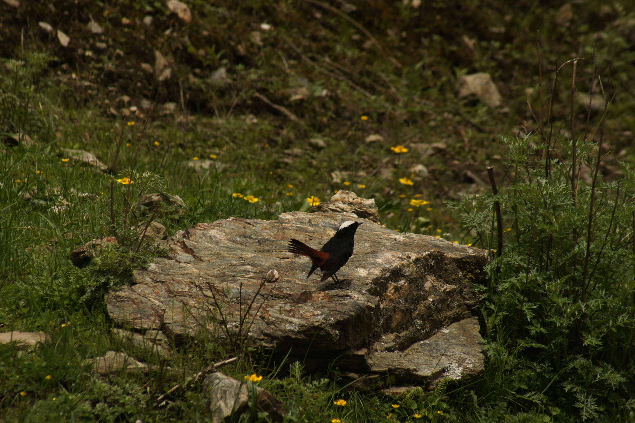 Image of White-capped Redstart