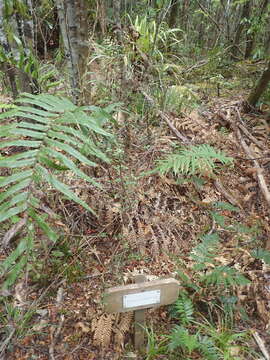 Image of Coprosma tenuicaulis Hook. fil.