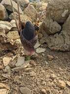 Image of Amorphophallus aphyllus (Hook.) Hutch.