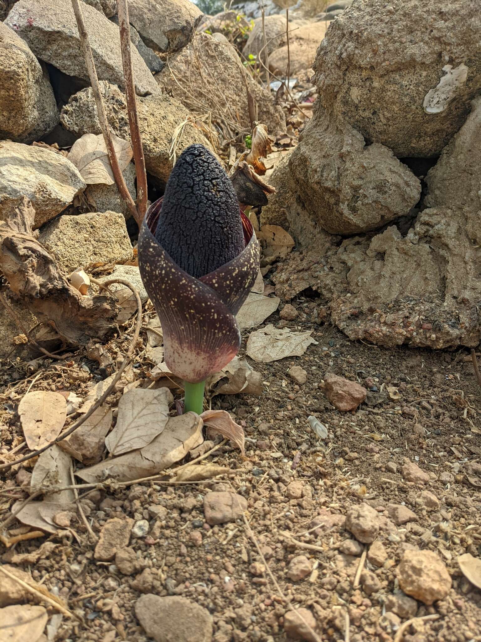 Image of Amorphophallus aphyllus (Hook.) Hutch.