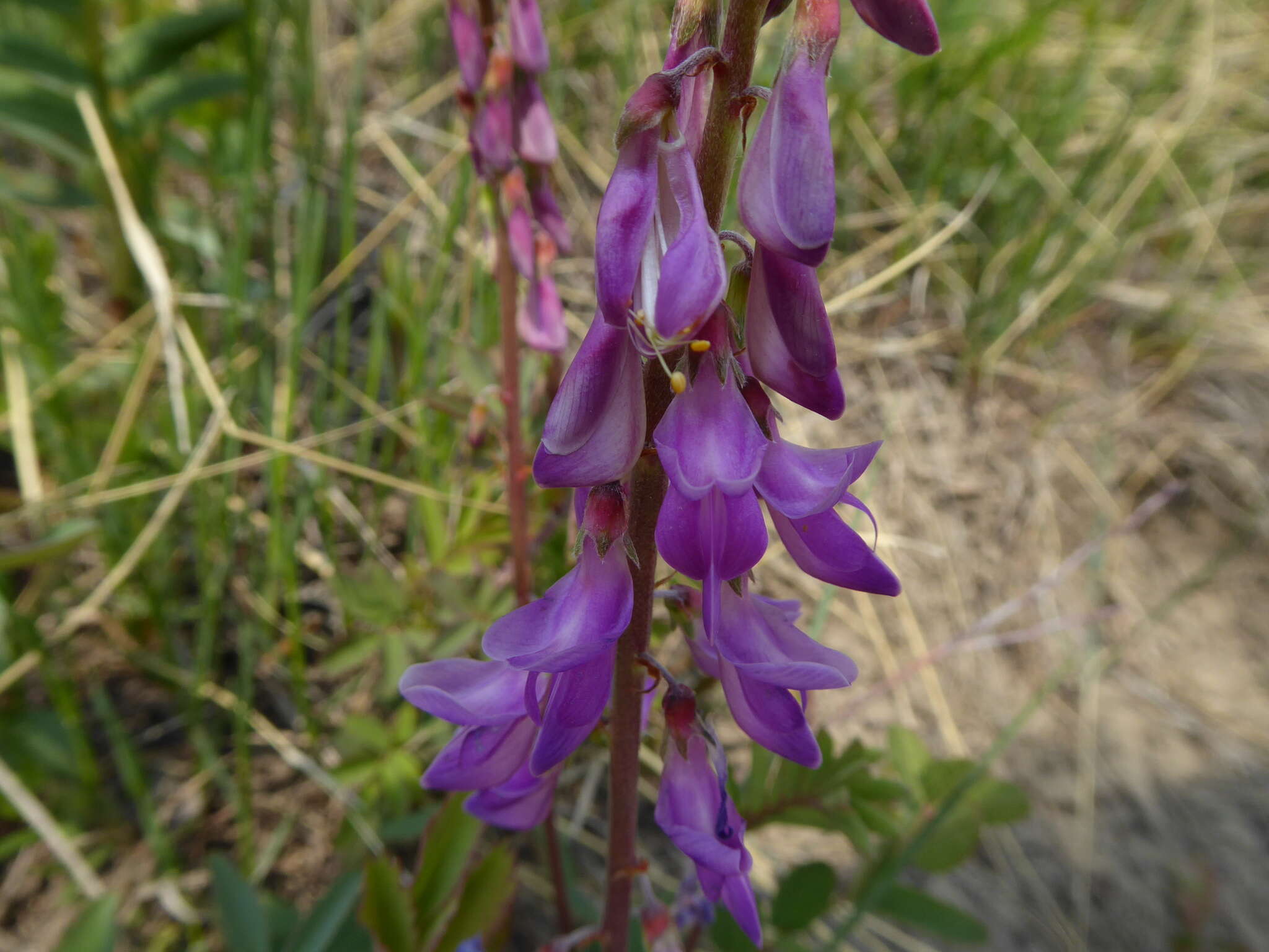 Imagem de Hedysarum alpinum L.