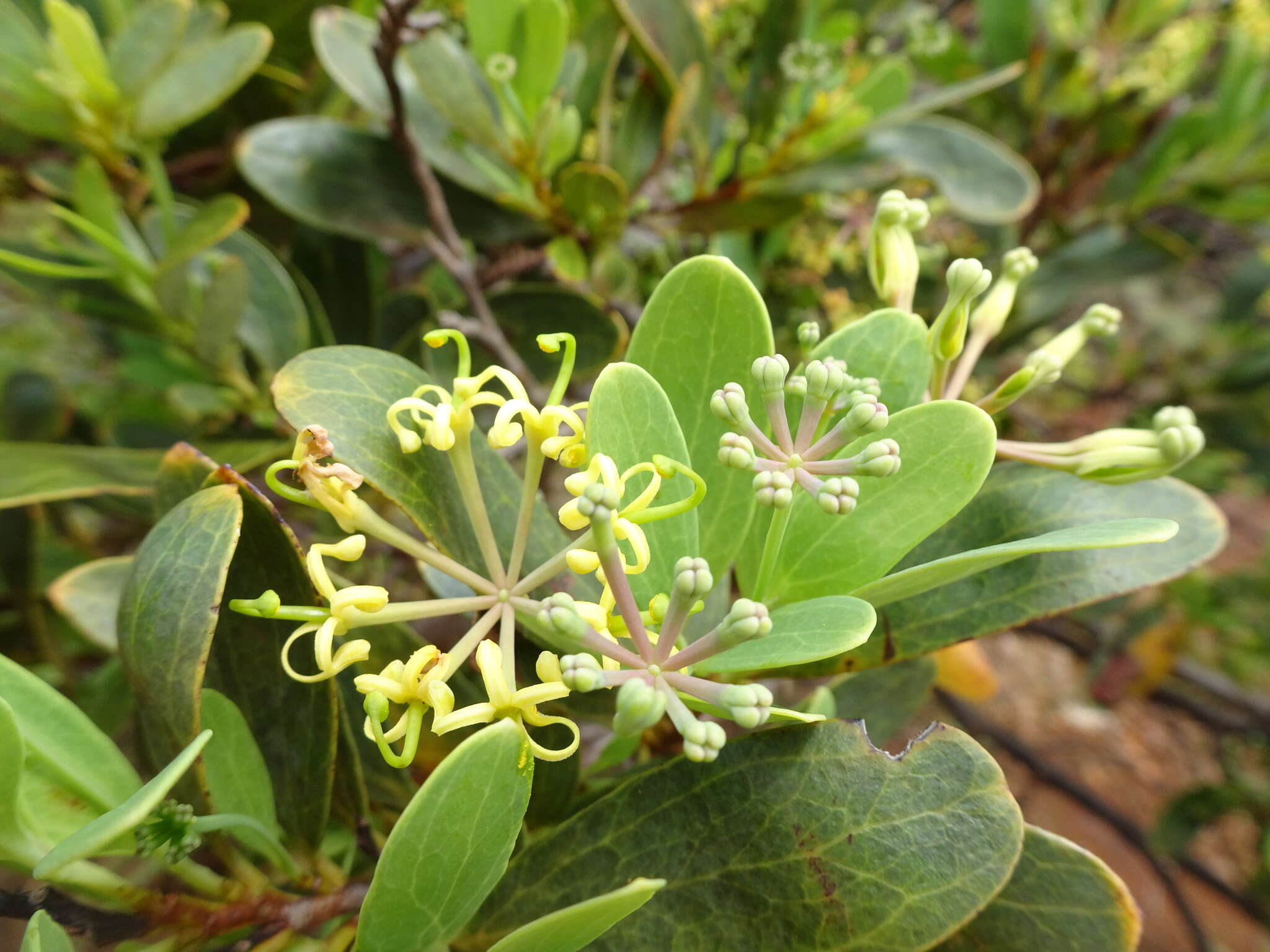 Image of Stenocarpus umbelliferus (J. R. & G. Forst.) Druce