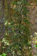 Image of aerialroot bristle fern
