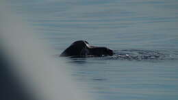 Image of Ridley sea turtles