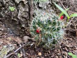 Image of Mammillaria crinita DC.