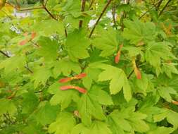 Слика од Acer circinatum Pursh