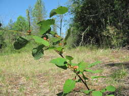 Image of Contarinia petioli (Kieffer 1898)