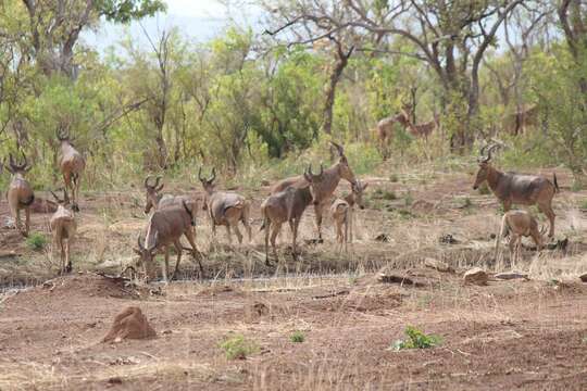 Image of Western Hartebeest