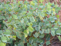 Plancia ëd Bauhinia galpinii N. E. Br.